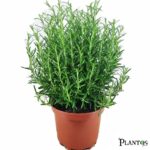 نبات الروزماري ( Rosmarinus officinalis)