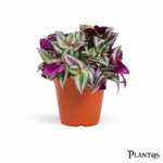 نبات ترادسكانتيا موف (Tradescantia Pallida)