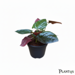نبات السنجونيم ريد ارو(  Syngonium Red Arrow)